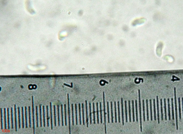 Crosta bianca dalla pinetina di Vezzano (RE) (Skeletocutis p